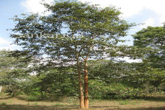 Terminalia paniculata